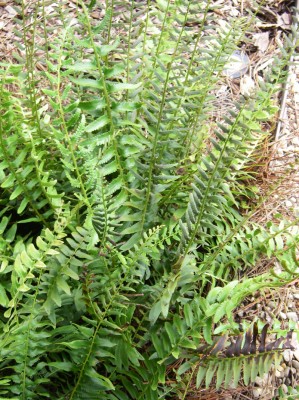 Christmas Fern